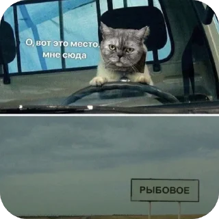 Sticker Молли 🐱 - 0