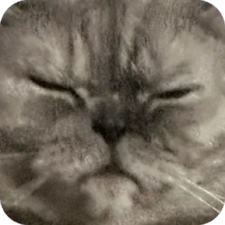 Sticker Молли 🐱 - 8