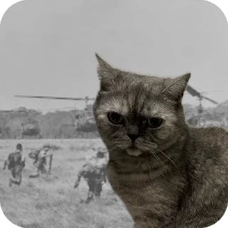 Sticker Молли 🐱 - 7