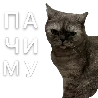 Sticker Молли 🐱 - 3