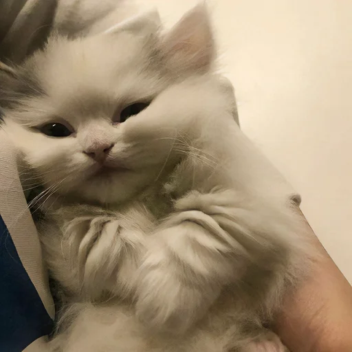 Sticker MonaCatts - 1