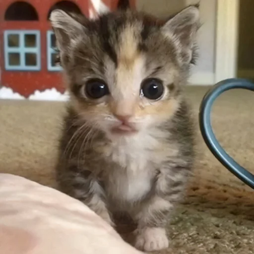 Sticker MonaCatts - 1