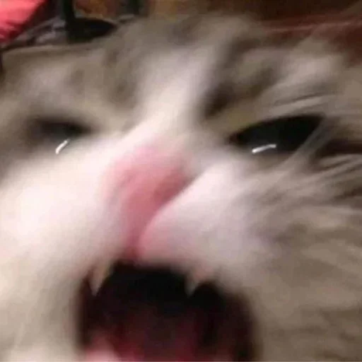 Sticker MonaCatts - 1