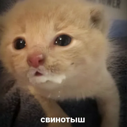 Стикер MonaCatts - 1