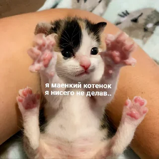 Стикер Котеки - 11