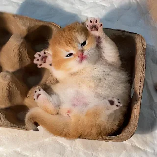 Стикер Котеки - 4