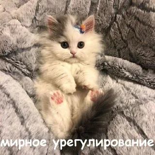 Стикер Котеки - 1
