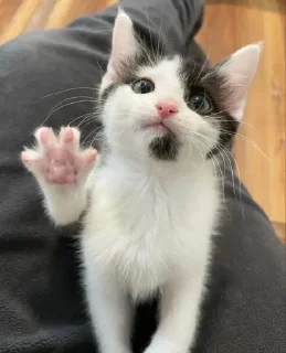 Стикер МОЁ ЖИЕС @TgEmodziBot - 6