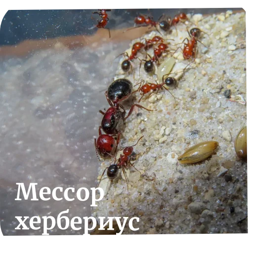 Sticker Muravi135 - 1