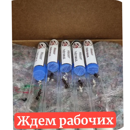 Sticker Muravi135 - 1