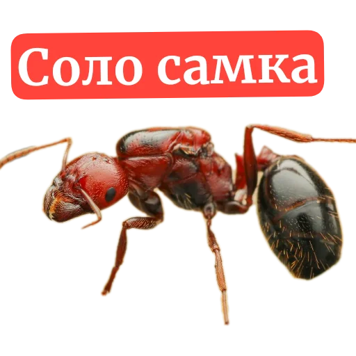 Sticker Muravi135 - 1