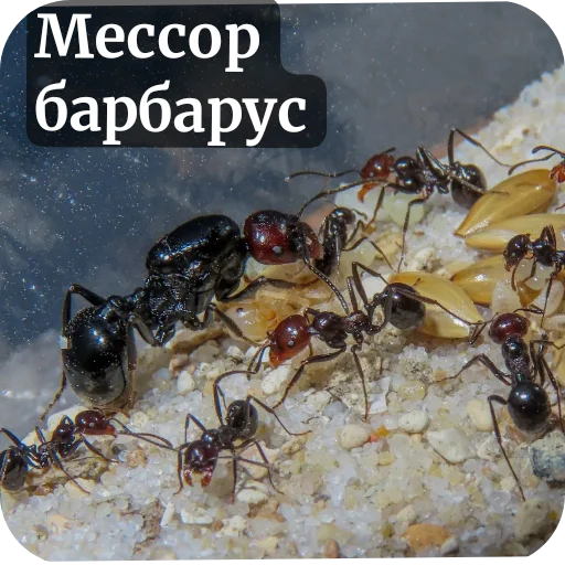 Sticker Muravi135 - 1