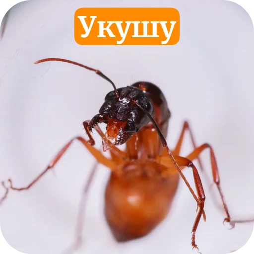 Стикер Muravi135 - 1