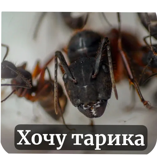 Sticker Muravi135 - 1