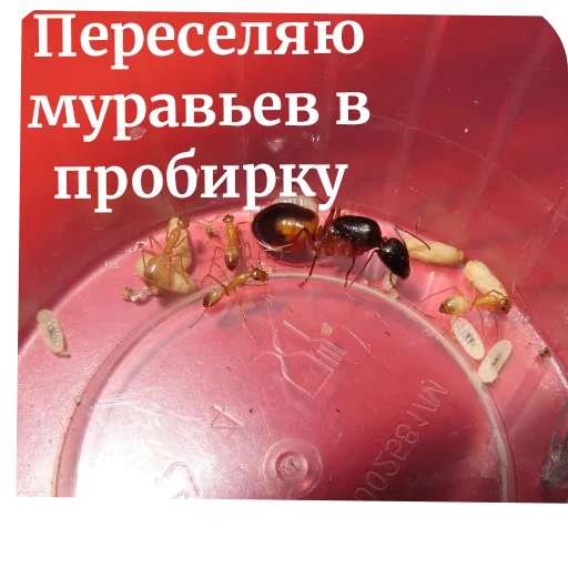 Sticker Muravi135 - 1