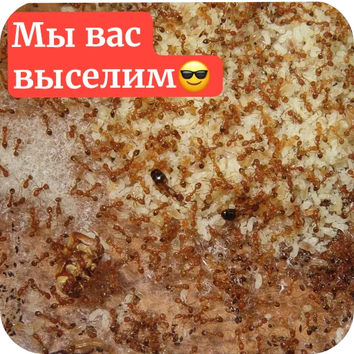 Муравьи - 