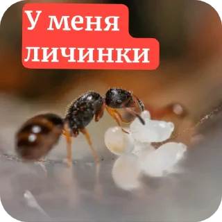 Sticker Муравьи - 0