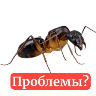 Sticker Муравьи - 4