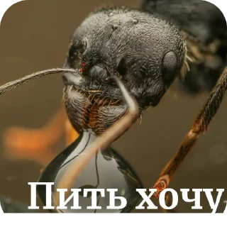 Sticker Муравьи - 1