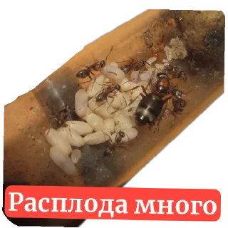 Sticker Муравьи - 5