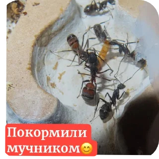 Sticker Муравьи - 9