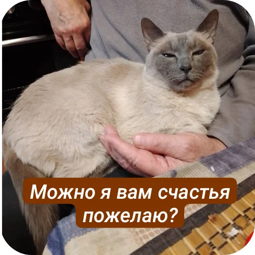 Стикер NashiPushistiki1 - 1