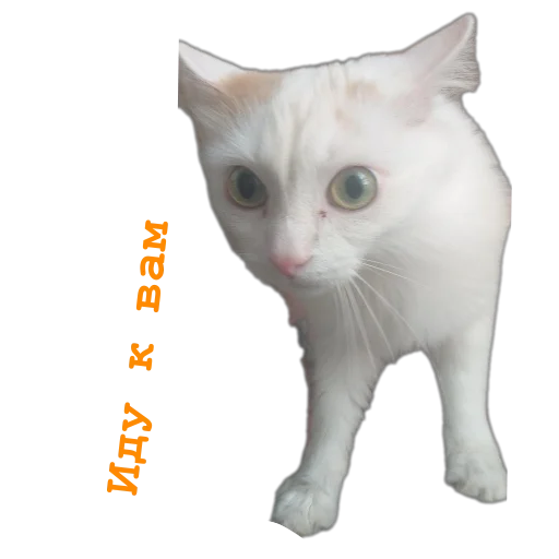 Sticker NashiPushistiki1 - 1