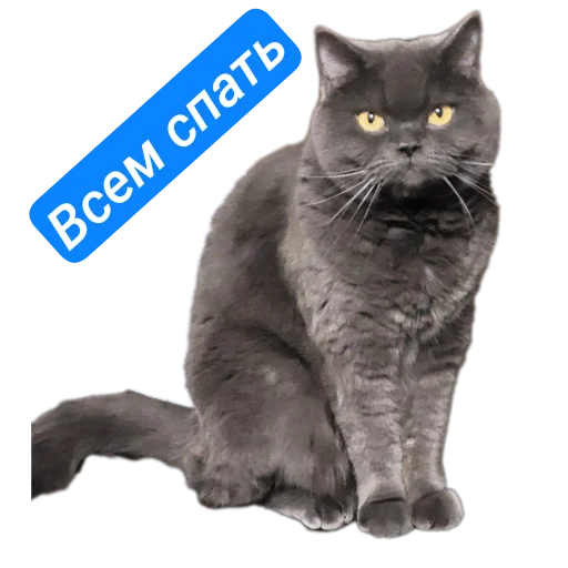 Sticker NashiPushistiki1 - 1