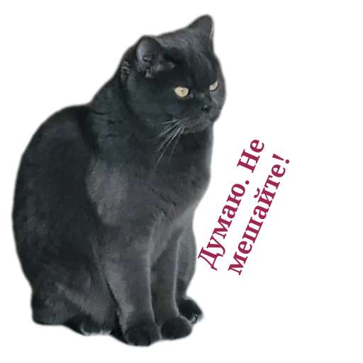 Наши пушистики) - 