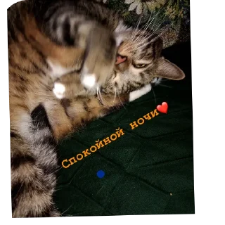 Стикер Наши пушистики) - 2