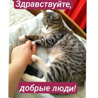 Стикер Наши пушистики) - 3