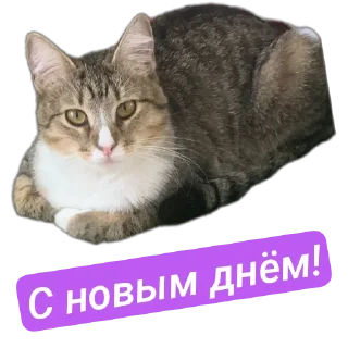 Стикер Наши пушистики) - 7