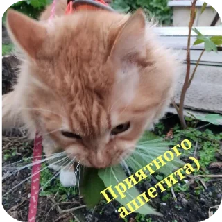 Стикер Наши пушистики) - 8