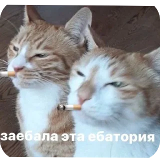 Стикер Наши стикеры 😚🩷 - 1