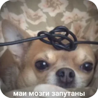 Стикер Наши стикеры 😚🩷 - 11