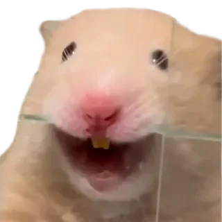 Sticker @stickerry_tg - 10