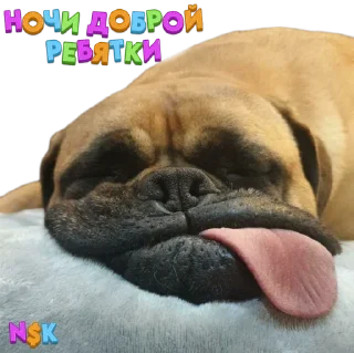 Sticker N$K @TgEmodziBot - 1