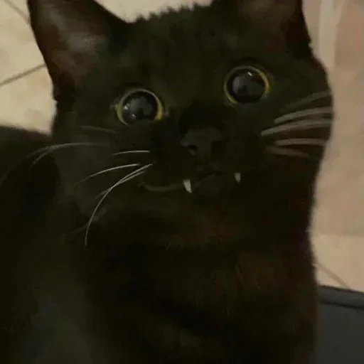 Sticker O3A7o8_by_EmojiRuBot - 1