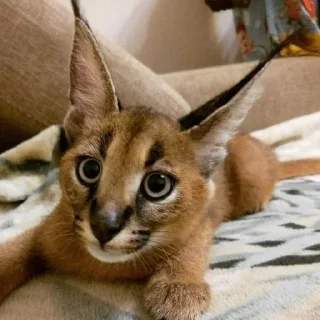 Стикер @stickeri_tg 💋<-- стикеры тут - 6