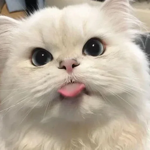 Sticker OWXLFVm_by_achestickbot - 1