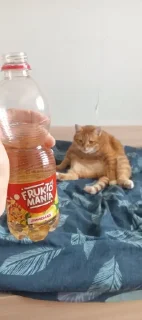 Стикер Оаоаоа хуета от лолката @TgEmodziBot - 10