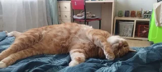 Стикер Оаоаоа хуета от лолката @TgEmodziBot - 11