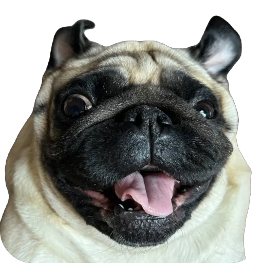 Sticker Obkololas - 1