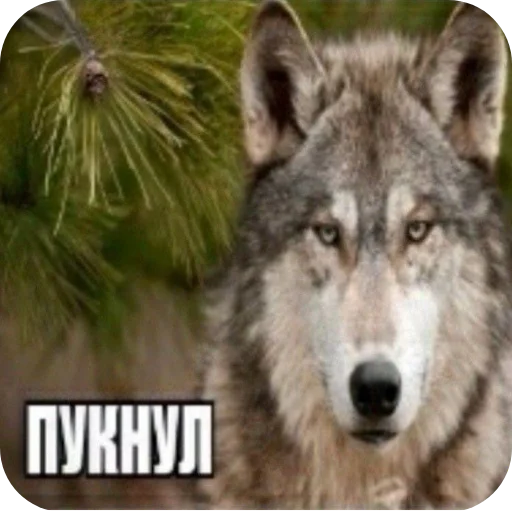 Sticker OdaDoza590 - 1