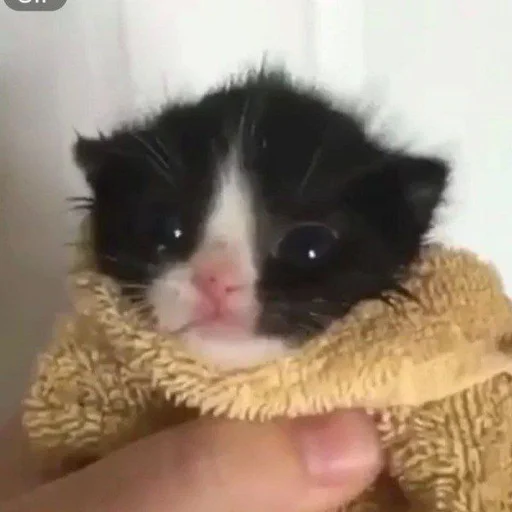 Фигня какая то @Femoji - 