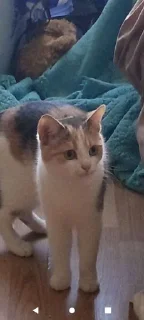 Sticker Фигня какая то @Femoji - 4