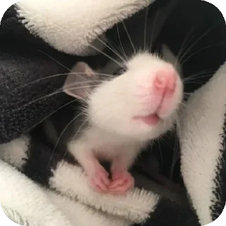 Sticker Окак - 9