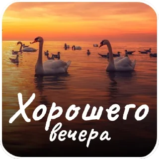 Стикер Открытки #5 от канала @krolichi_lapochki - 5