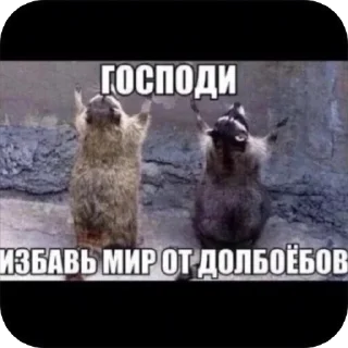 Стикер ПОХУЙ - 1