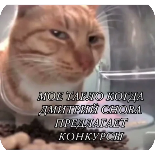 Sticker PamPamKC - 1